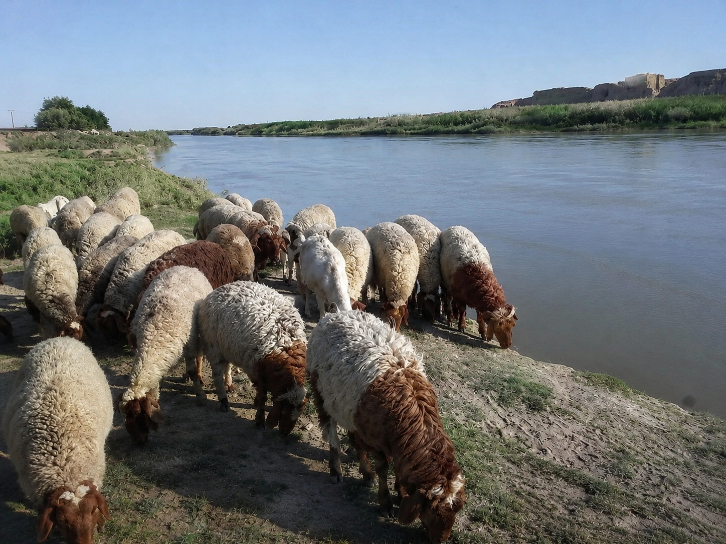 Livestock