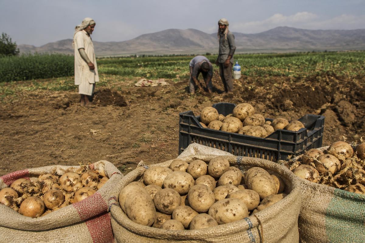 Sacks and crates of freshly lifted potatoes and onions at the edge of a field